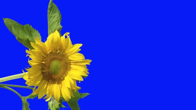 Abeja-sentada-sobre-una-flor-de-un-girasol,-que-cuenta-con-pétalos-amarillos-y-las-hojas,-en-un-aislado-fondo-de-pantalla-azul