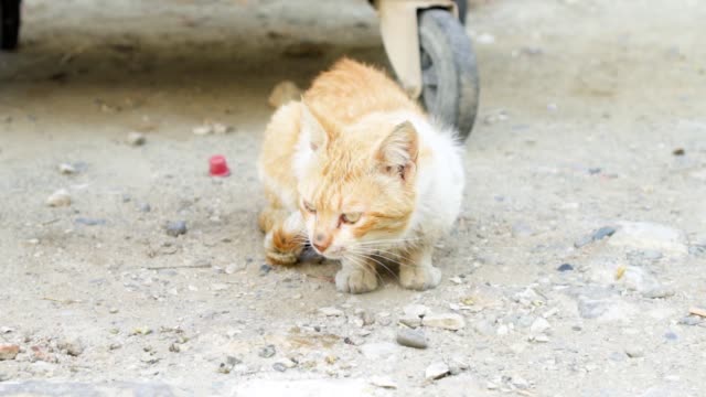 Homeless-dirty-cat-sit-outdoors.-Sad-hungry-ginger-kitten-near-dumpster-on-street.-Looking-at-camera