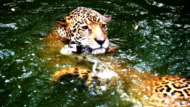 Zeitlupe-zwei-Jaguar-spielen-und-Schwimmen-im-Teich