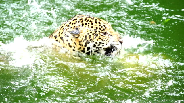 Lenta-de-dos-jaguar-jugando-y-nadando-en-el-estanque