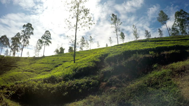 4K-Aufnahmen-von-einem-Zug-durch-die-Teeplantagen-von-Sri-Lanka