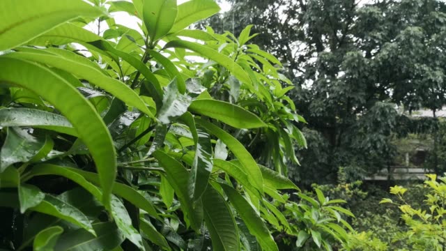 Starker-Sturm-auf-die-hellgrünen-Blätter-von-einem-Mangobaum-fallen