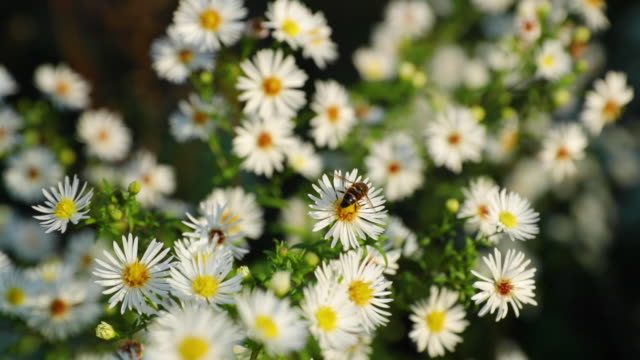 Abeja-llegó-de-polen-fresco-en-flor-de-la-Margarita-blanca-para-recoger-néctar-en-super-cámara-lenta-120-fps.
