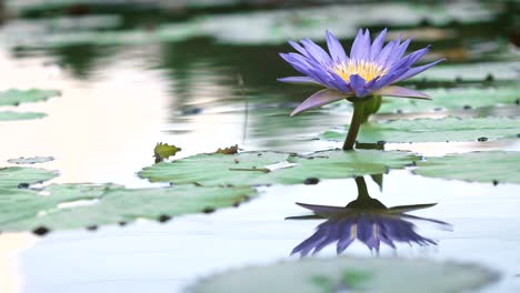 Loto-púrpura-hermosa,-una-flor-de-lirio-de-agua-en-estanque