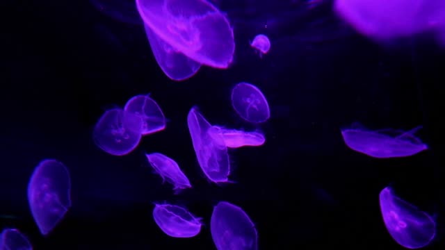 medusas-iluminado
