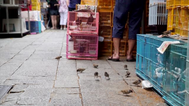 birds-eating-seeds-from-the-floor-at-a-busy-market