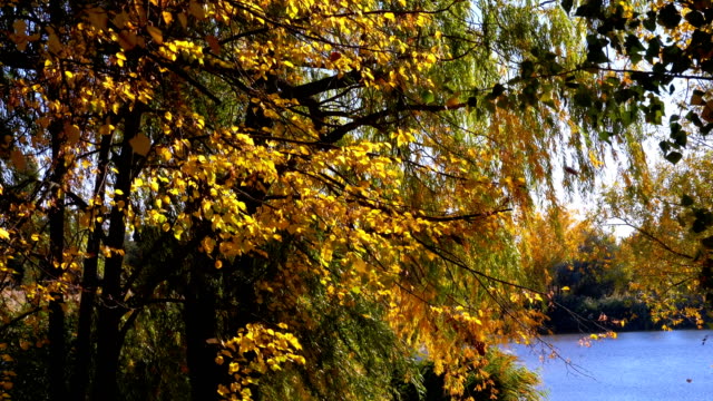 Árboles-de-otoño-amarillo-con-hojas-en-las-ramas-de-en-el-parque-de-río-o-lago