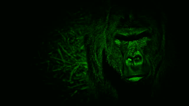 Nightvision-Gorilla-Looking-Around-The-Jungle
