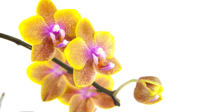 Hermosa-orquídea-rara-en-olla-sobre-fondo-blanco