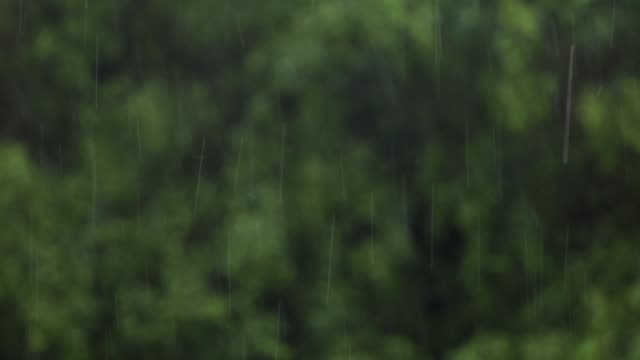 Raindrops-rainfall-with-nature-forest-blurred-in-the-background
