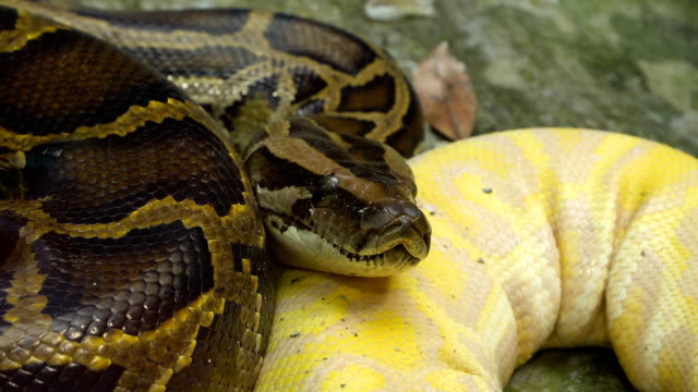 Burmese-pythons-on-the-ground