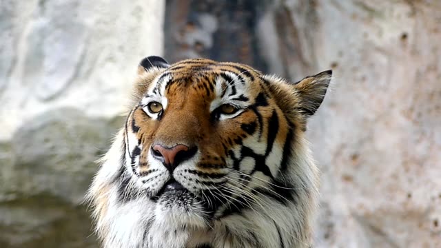 Niedlichen-Tiger-in-der-Natur