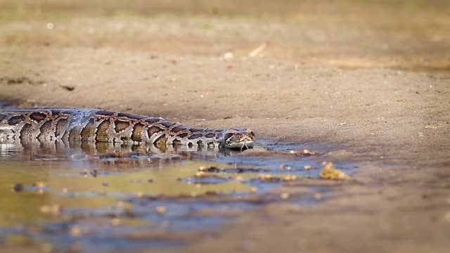 Asian-Python-in-Bardia-national-park,-Nepal