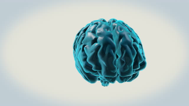 Gehirn-rechts-lateralen-Ventrikel-auf-weißem-Hintergrund