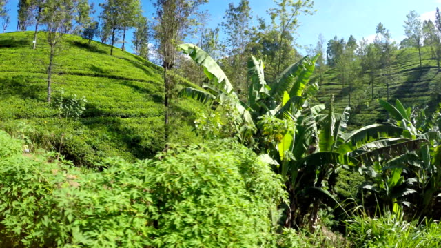 4K-Aufnahmen-von-einem-Zug-durch-die-Teeplantagen-von-Sri-Lanka