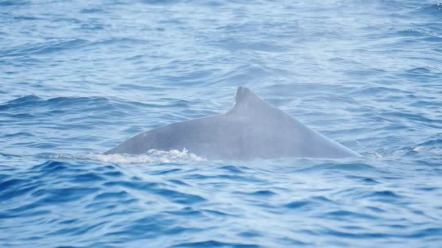 clip-de-la-cámara-lenta-de-la-dorsal-de-una-ballena-jorobada-en-merimbula-originalmente-180p