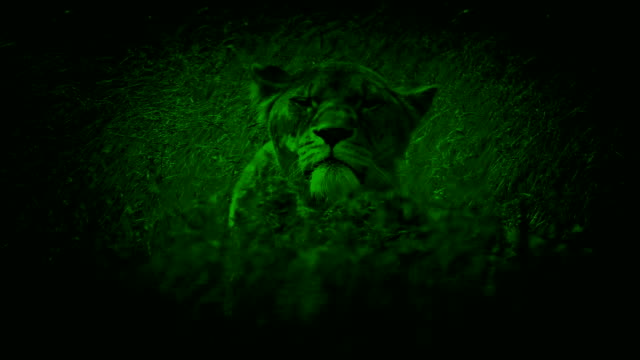Nightvision-Lioness-Looks-Up-In-Long-Grass