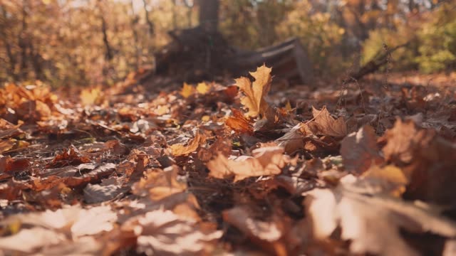 Amantes-al-aire-libre-en-el-bosque-en-otoño.