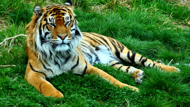 Porträt-des-Tigers-auf-dem-Rasen-liegend