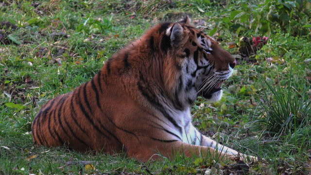 Tigre-de-bengala-en-reposo