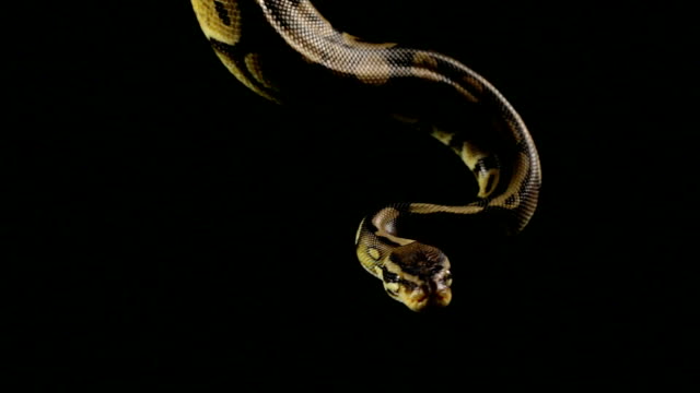 Hanging-ball-python