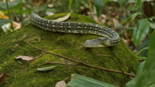 Python-de-la-serpiente-en-la-caza-del-entorno-natural-en-el-bosque---diamante-Python