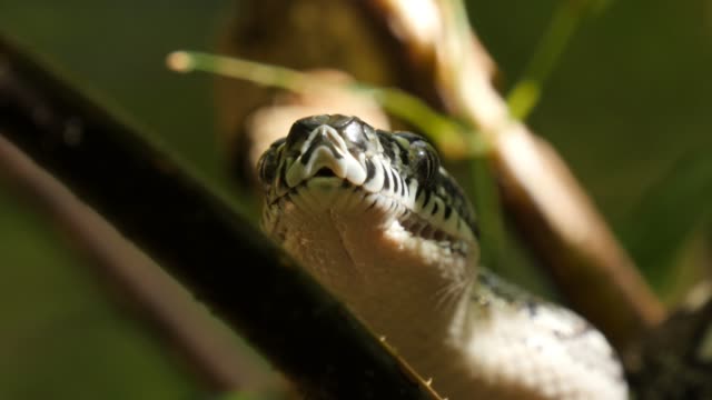 Closeup-de-snake-pit-órganos,-ojos-y-boca-caza---diamante-Python