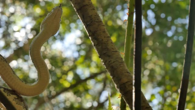Serpiente-reptil-australiano-la-pitón-diamante-en-selva