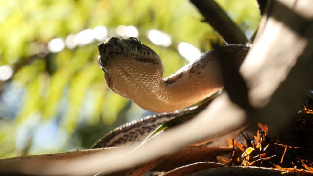 Python-de-la-serpiente-en-la-caza-del-entorno-natural-en-el-bosque---diamante-Python