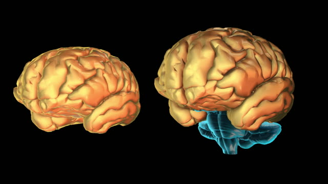 Gehirns-Telencephalon