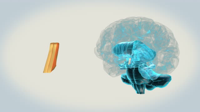 Gehirn-Lamina-Terminalis-auf-weißem-Hintergrund