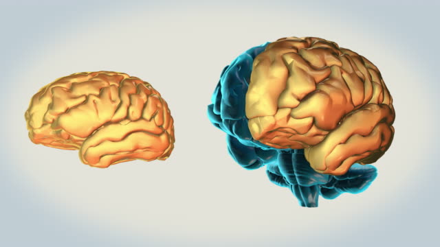 BRAIN-Left-hemisphere-on-a-white-background