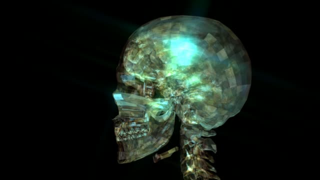 Human-Skull-Animation
