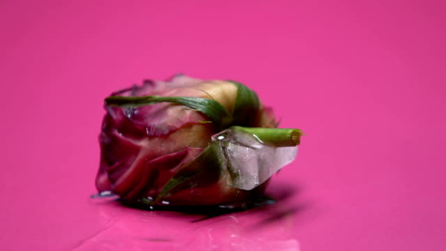 Rose-freezing-in-ice-cube,-betrayed-heart-closing-and-loses-trust,-macro-shot