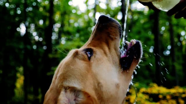 Labrador-drinks-water-in-slow-motion-outdoors
