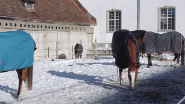 Horses-in-Snow
