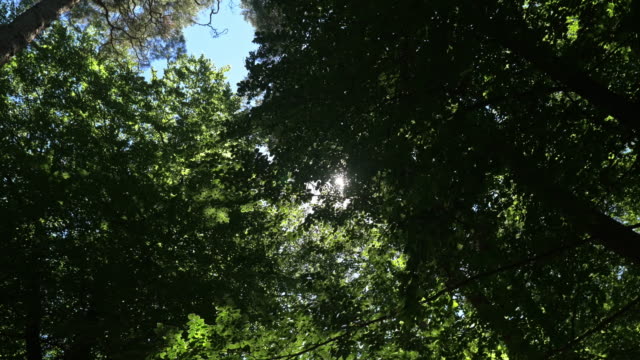 Sonnenschein-durch-Wald-Blätter-2