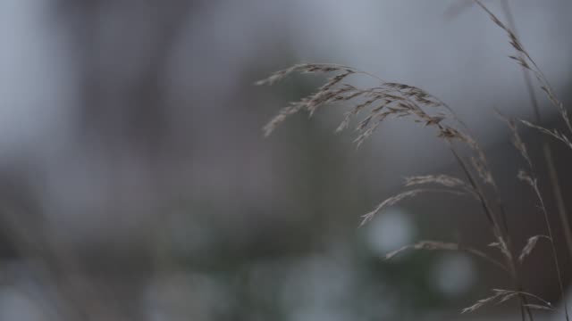 Einem-stimmungsvollen-verschneiten-Tag-Gras-im-Wind-bewegen
