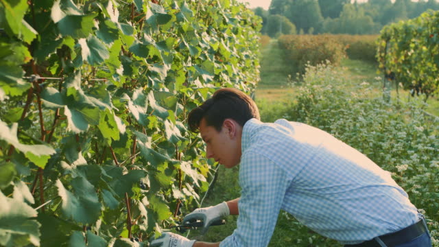Man-cutting-grapes-during-the-harvesting-process.-Slow-motion