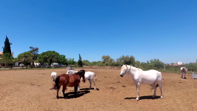 Antiguo-de-caballos-en-la-Camarga-naturaleza-reserve.in-el-delta-del-Ródano.-Provenza.-Francia