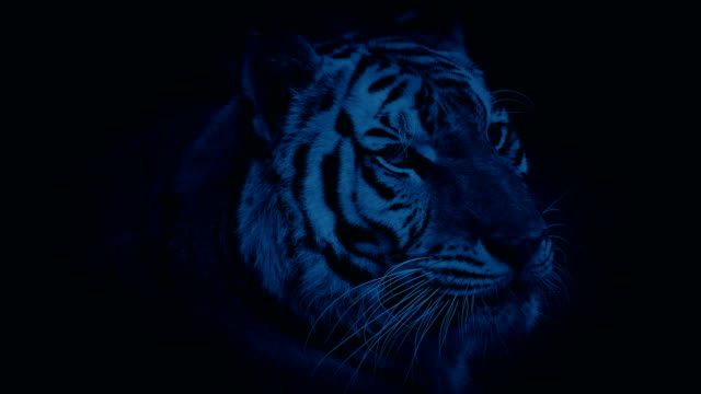 Tiger-Growls-At-Night