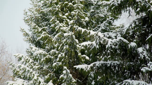 Montón-de-nieve-sobre-los-árboles