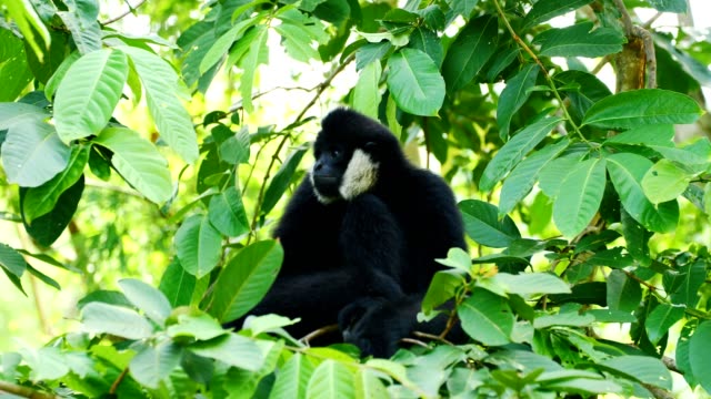 Lar-Gibbon-Standortwahl-auf-Baum.