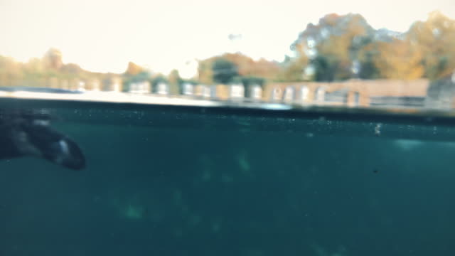 Closeup-de-pingüinos-nadando-bajo-el-agua