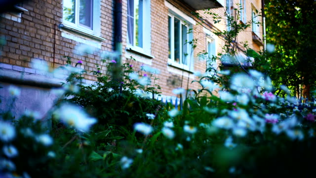 Gänseblümchen-und-andere-Blumen-im-Innenhof-eines-mehrstöckigen-Gebäudes