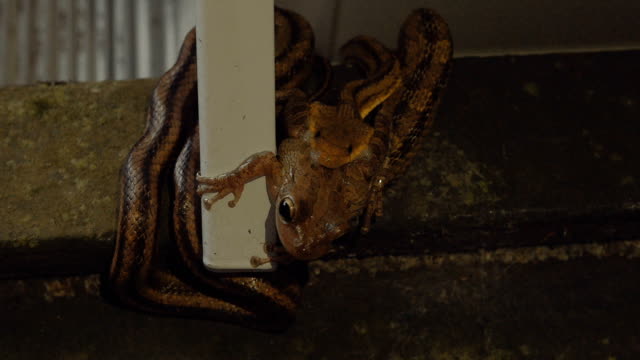 Leopard-Frog-macht-Blickkontakt-während-von-einer-Ratte-Schlange-gefressen