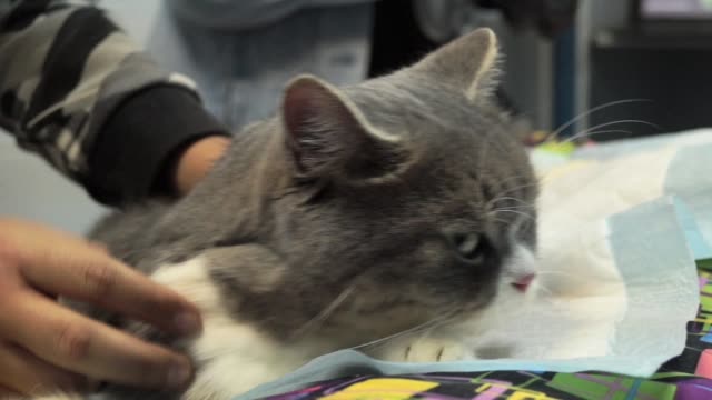 Smooth-the-cat-on-the-pillow-in-the-hospital