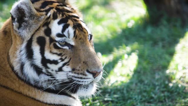 portrait-of-a-tiger-who-lies-on-the-green-grass-in-the-shade-of-a-tree