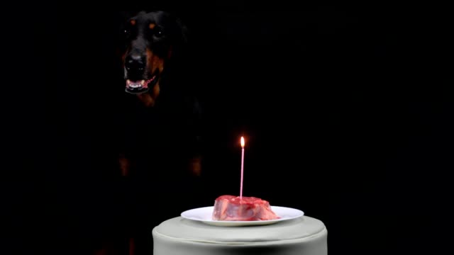 Black-Doberman-sitting-in-front-of-meat-with-burning-candle