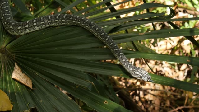 Australian-reptile-snake-the-Diamond-Python-in-rain-forest